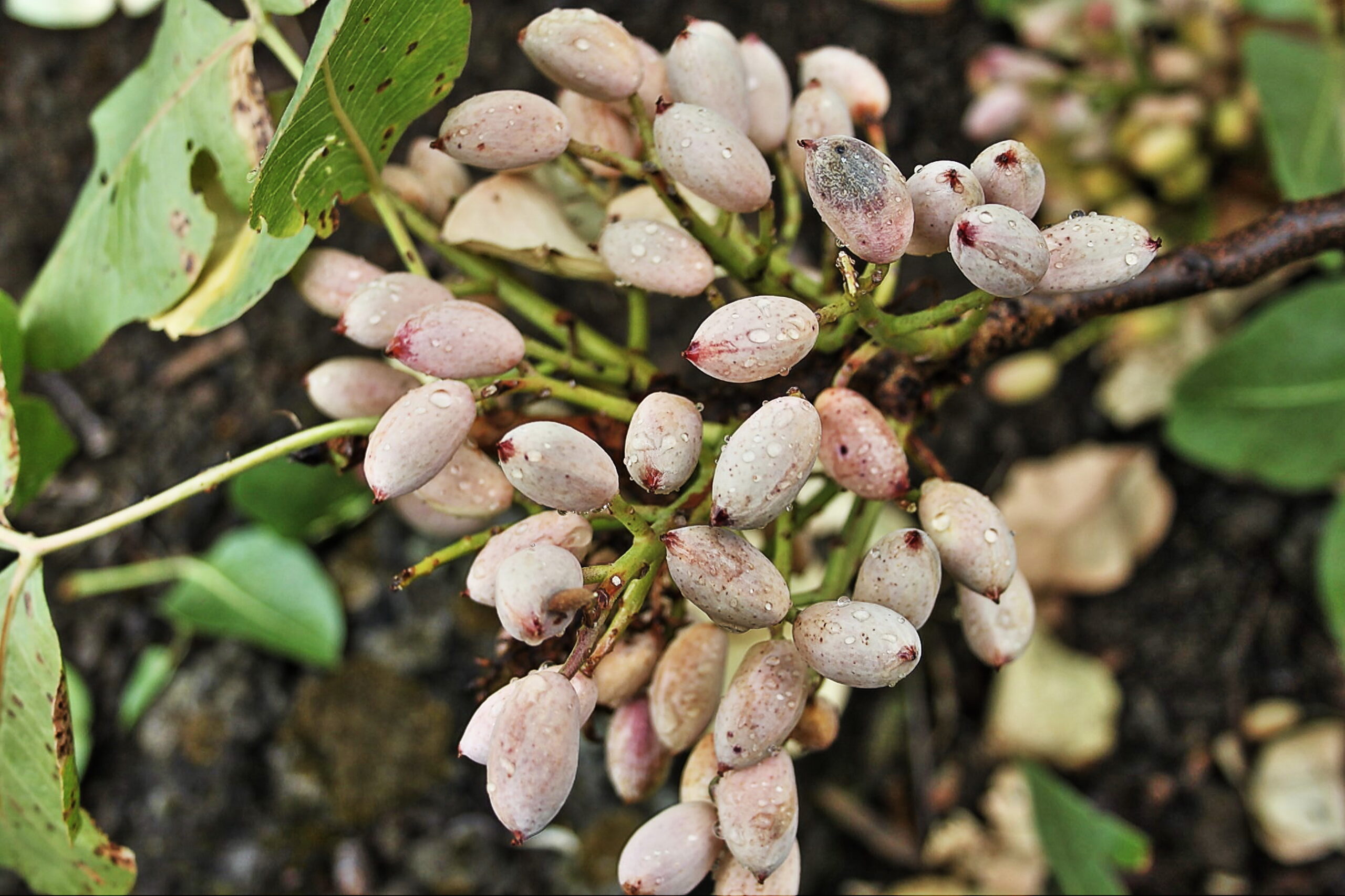 Menengiç Nedir? Menengiç Faydaları Nelerdir?
