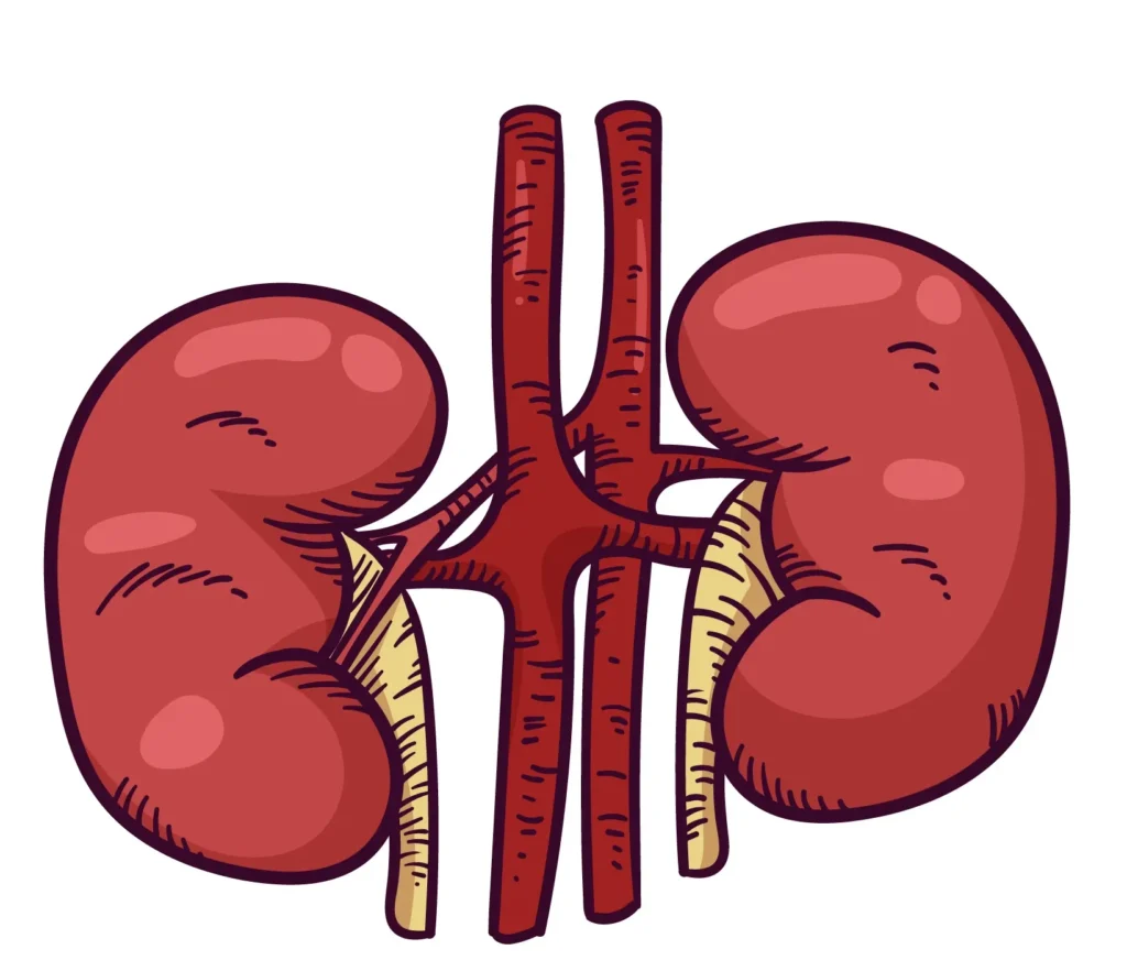 Polikistik Böbrek Hastalığı Nedir?