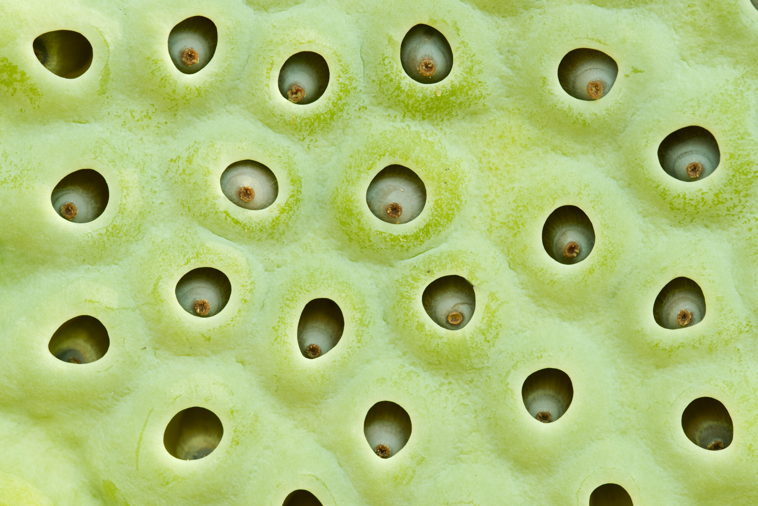 Tripofobi (Delikli El Fobisi) Nedir? Belirtileri ve Tedavi Yöntemleri